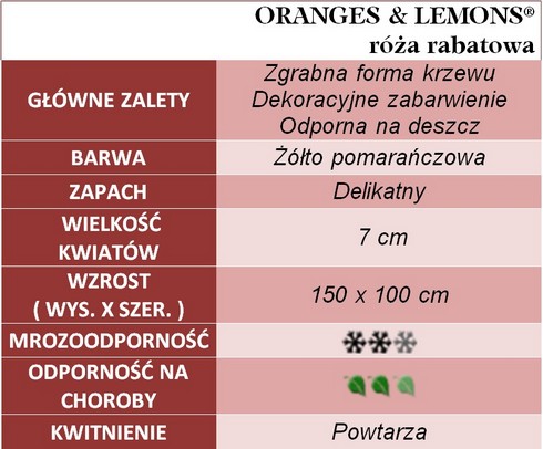 Oranges & Lemons róże rabatowe